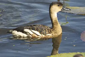 Wandering Whistling-Ducks - Adult and nearly full grown youngsters. Also known as Water Whistle-duck, Water Whistle Duck and Whistling Tree-duck At Marlgu Billabong