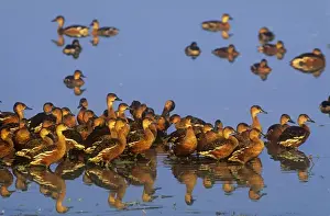 Wandering Whistling Ducks - Yellow Water - Kakadu National Park - Northern Territory - Australia