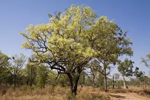 Wandi Ironbark Growing by the road into Manning Gorge, Gibb River Road, Kimberley, Western Australia