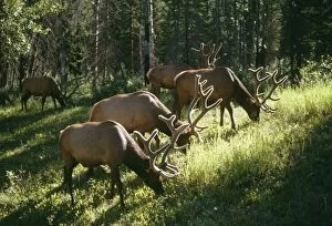 WAPITI / Elk - four grazing in woodland