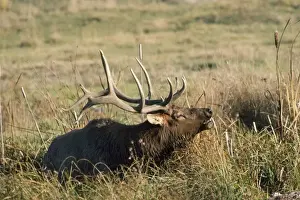 Wapiti / Elk - male in wallow bugling Montana, USA