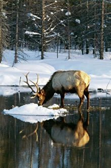 Foraging Collection: Wapiti Grazing, in shallow water