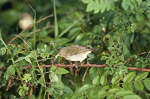 Images Dated 22nd January 2008: Warbler Finch - with caterpillar in beak Santa Cruz, Galapagos Islands