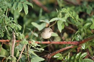 Images Dated 22nd January 2008: Warbler Finch Santa Cruz, Galapagos Islands
