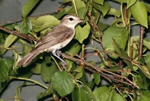 Images Dated 24th September 2004: Warbling Vireo