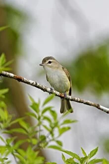 Images Dated 30th May 2006: Warbling Vireo