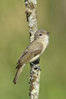 Images Dated 11th June 2008: Warbling Vireo