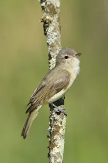 Warbling Vireo - Connecticut USA - June