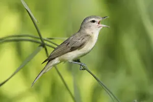Singing Prints: Warbling Vireo - Singing - Connecticut USA - June