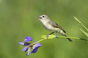 Warbling Vireo - Singing - Connecticut USA - June