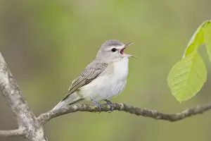 Warbling Vireo - Singing - Connecticut USA - May