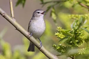 Warbling Vireo - singing on territory in Spring from willows