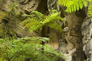 Images Dated 23rd September 2008: Ward's Canyon - majestic tree fern grow in idyllic Ward's canyon which is part of Carnarvon Gorge