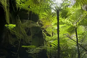 Ward's Canyon - majestic tree fern and king fern grow in idyllic Ward's canyon which is part of Carnarvon Gorge which again is located in Queensland's arid outback