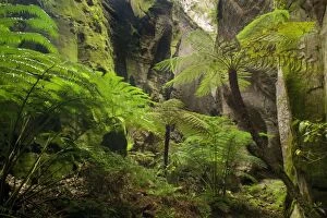 Images Dated 23rd September 2008: Ward's Canyon - tree fern and King / Giant fern (Angiopteris evecta)