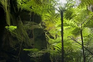 Wards Canyon - tree fern and King / Giant fern (Angiopteris evecta) grow in Wards canyon which is part of Carnarvon Gorge which again is located in Queenslands arid outback