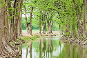 Hill Gallery: Waring, Texas, USA. Trees along the Guadalupe River
