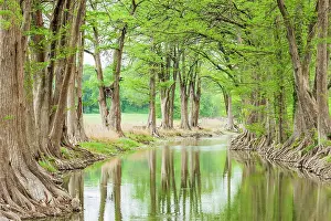 Exterior Prints: Waring, Texas, USA. Trees along the Guadalupe River in the Texas Hill Country