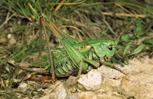 Crickets Prints: Wart-bitter Bush Cricket - female
