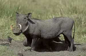Wild Pig Prints: Warthog