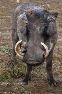 Images Dated 18th January 2006: Warthog - Africa