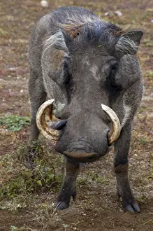 Warthogs Prints: Warthog - Africa