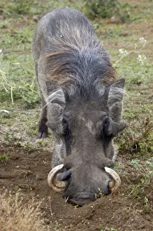 Warthog - Africa