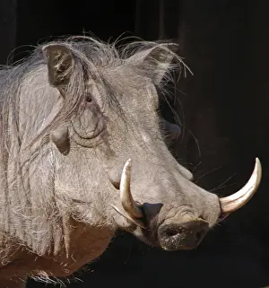 Warthog - Africa