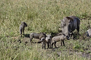 Warthog with babies, Phacochoerus aethiopicus