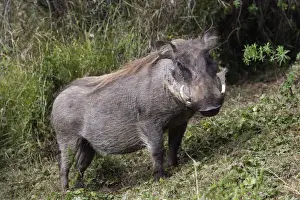 Warthog. Bale Mountains - Ethiopia. 4000 m- 4300 m