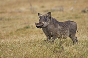 Images Dated 21st December 2004: Warthog. Bale Mountains - Ethiopia - Africa. 4000 m- 4300 m