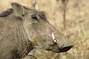 Warthog - close-up of head