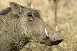 Warthogs Prints: Warthog - close-up of head. South Luangwa Valley National Park - Zambia - Africa