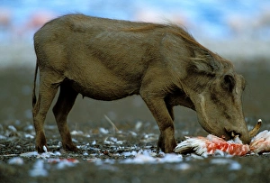 Warthog eating Lesser Flamingo (Phoenicopterus minor) Warthog eating Lesser Flamingo (Phoenicopterus minor)