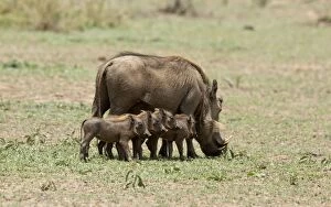 Warthog female with young piglets Kruger National