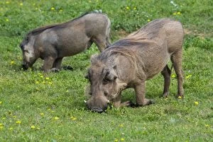 Warthog - grazing while kneeling
