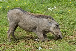 Warthog - grazing while kneeling. Diurnal, and only pig adapted for grazing and savanna habitats. Occurs in Northern and Southern Savanna areas of Africa. Addo Elephant National Park, Eastern Cape, South Africa