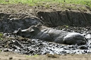 Warthog. having a mud bath