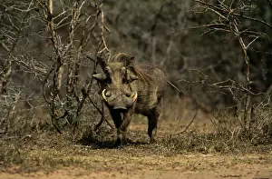 Warthogs Prints: Warthog - Hluhluwe-Umfolozi Game Reserve, KwaZulu-Natal, South Africa JPF53073