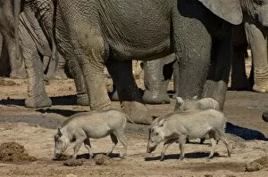 Warthog investigating elephant dung, dwarfed by elephants