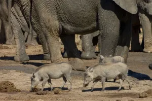 Images Dated 13th April 2006: Warthog investigating elephant dung, dwarfed by elephants. Diurnal