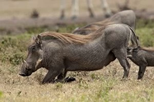 Warthog - kneeling to eat