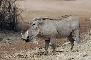 Warthog. Maasai Mara National Park - Kenya - Africa
