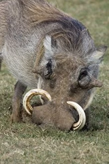 Warthog male with large tusks - rooting for underground tubers