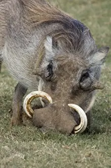 Wild Pig Prints: Warthog male with large tusks. Rooting for underground tubers