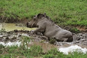 Warthog in the mud
