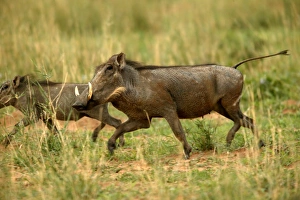 Images Dated 5th January 2004: Warthog Namibia