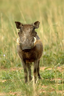 Images Dated 5th January 2004: Warthog Namibia