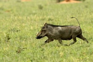 Images Dated 5th January 2004: Warthog Namibia