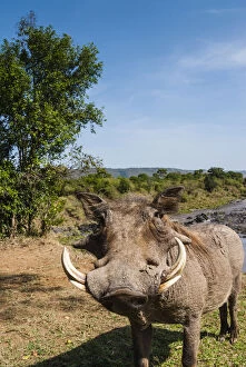 Warthog (Phacochoerus aethiopicus), Maasai
